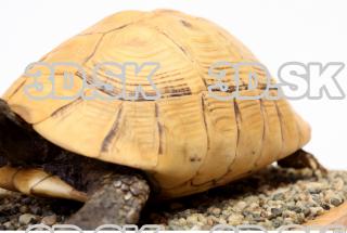 turtle 0088